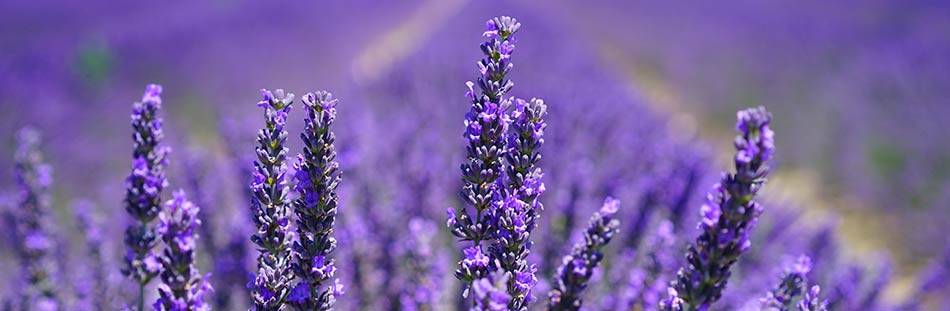 Lavender Counseling and Wellness Center